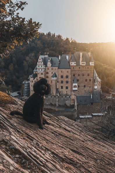 Burg Eltz Hund - Burg Eltz - eine märchenhafte Ritterburg im Naturschutzgebiet der Eifel