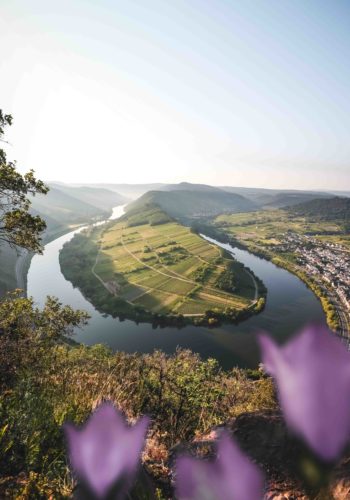 Aussicht Moselschleife 350x500 - Moselschleife & Bremmer Calmont - fantastische Ausblicke vom schönsten Moselwanderweg